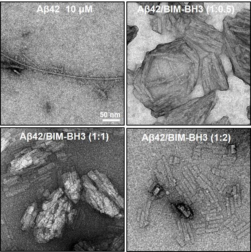 Fibrillation kinetics of Aβ42 with and without the BIM-BH3 peptide